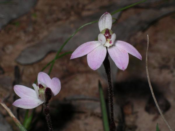 Petalochilus pusilla - Tiny Caladenia.jpg